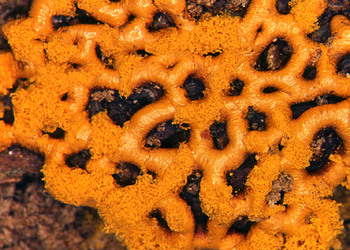 Hemitrichia serpula (Hemitrichia serpula) - © Heinz Prelicz